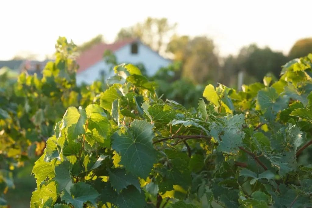 Sip and Savor at Mallow Run Winery in Bargersville, Indiana