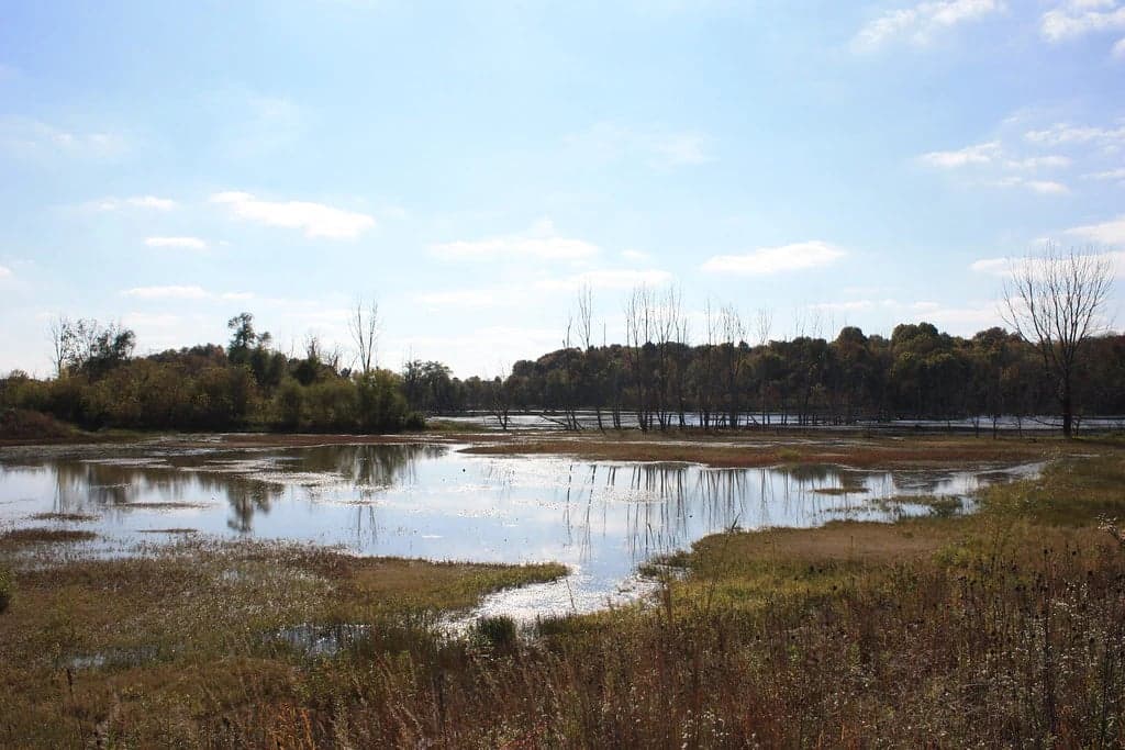 Celery Bog: Why Birders From Across the Midwest Drive to West Lafayette