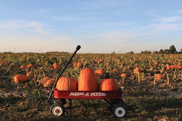 The Ultimate Central Indiana Pumpkin Patch Guide for 2025