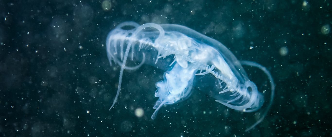 Tiny Tentacles in the Heartland: Meet Indiana’s Freshwater Jellyfish