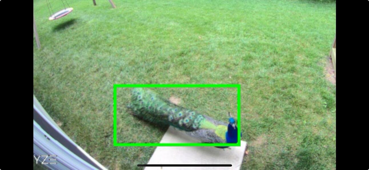 Who is Kevin the Peacock?