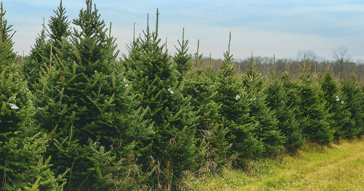 Top 10 Christmas Tree Farms in Northern Indiana (2025)