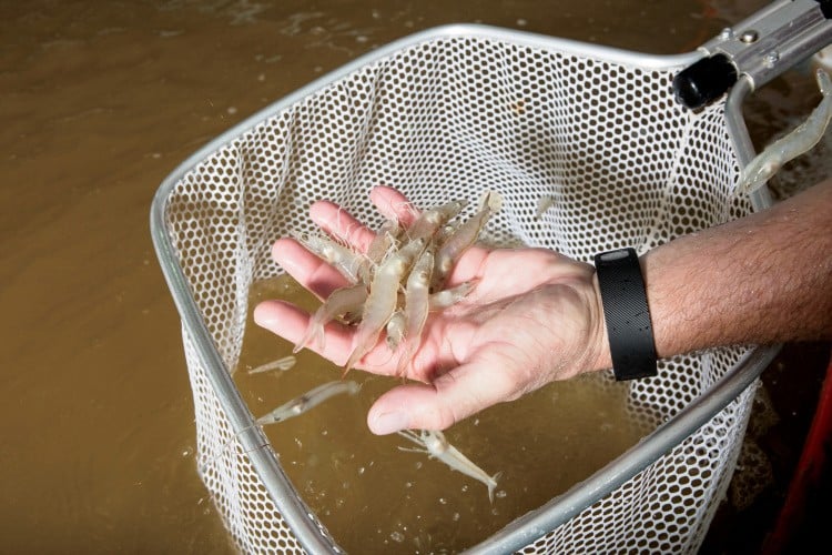 The Surprising Story of RDM Shrimp in Fowler, Indiana