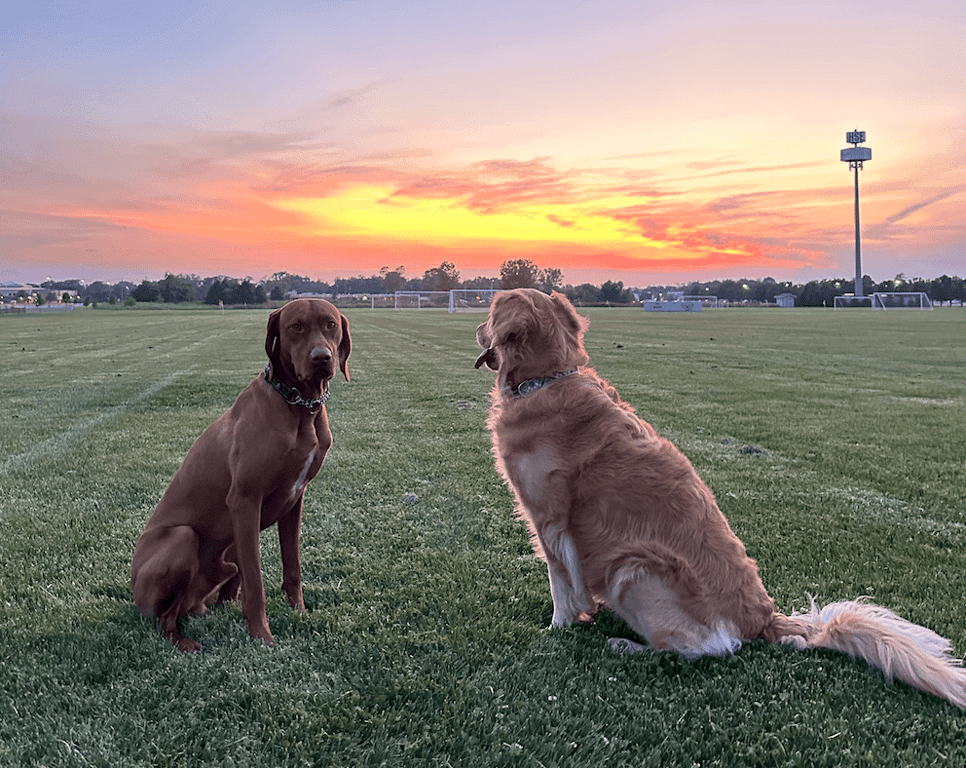 The best pet friendly spots in Fishers Indiana
