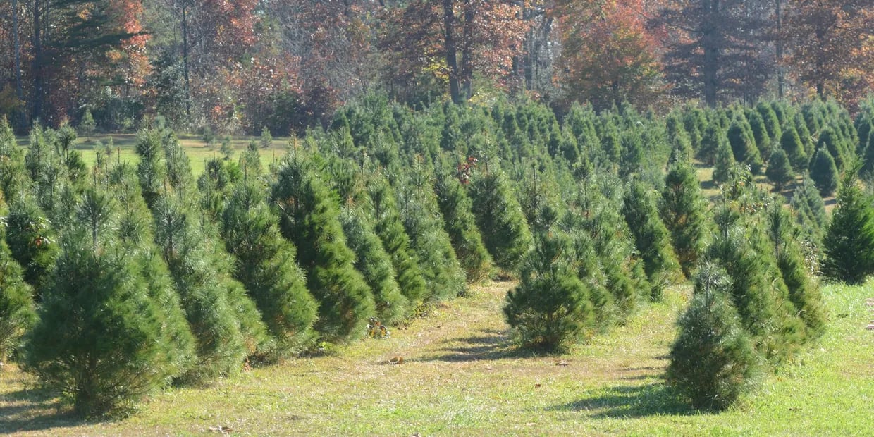 Top Christmas Tree Farms in Southern Indiana (2025)