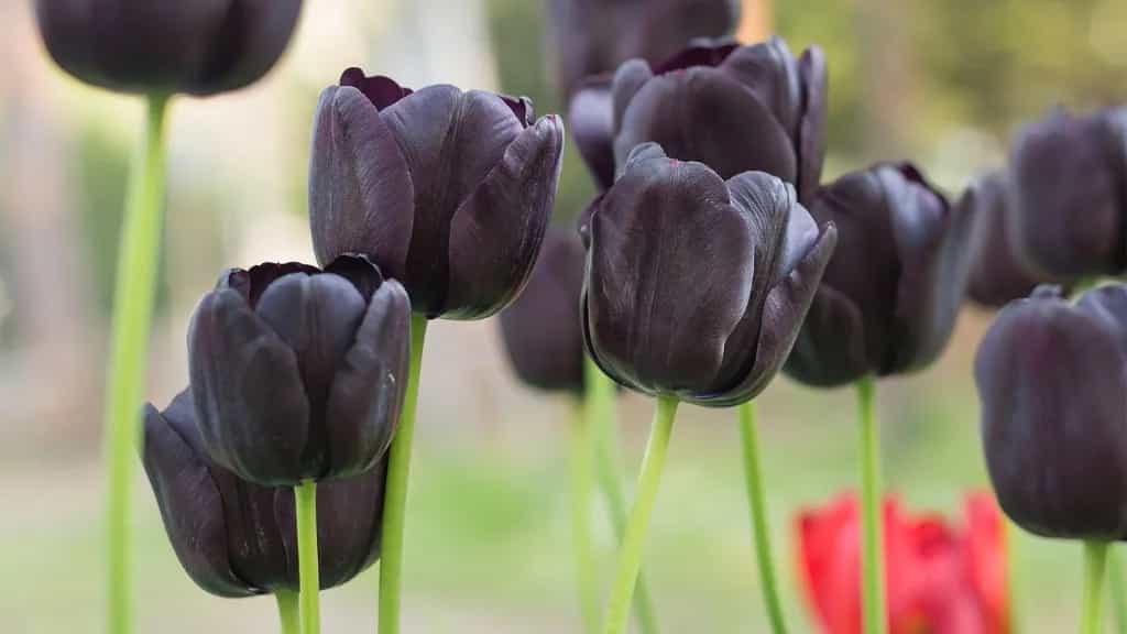 Close-up of deep maroon Queen of the Night tulip petals at Kat Von D's black tulip field