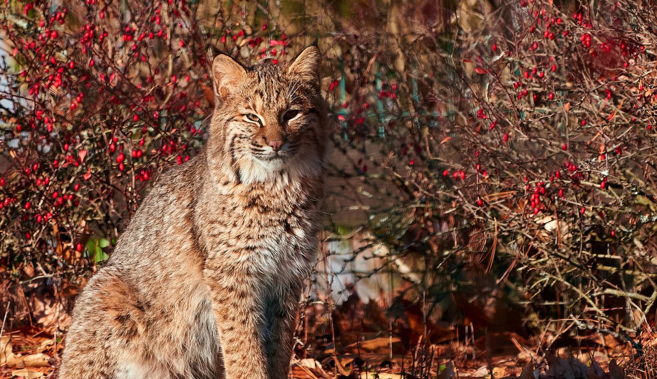 Bobcats Are Back in Indiana. Here's What You Need to Know.