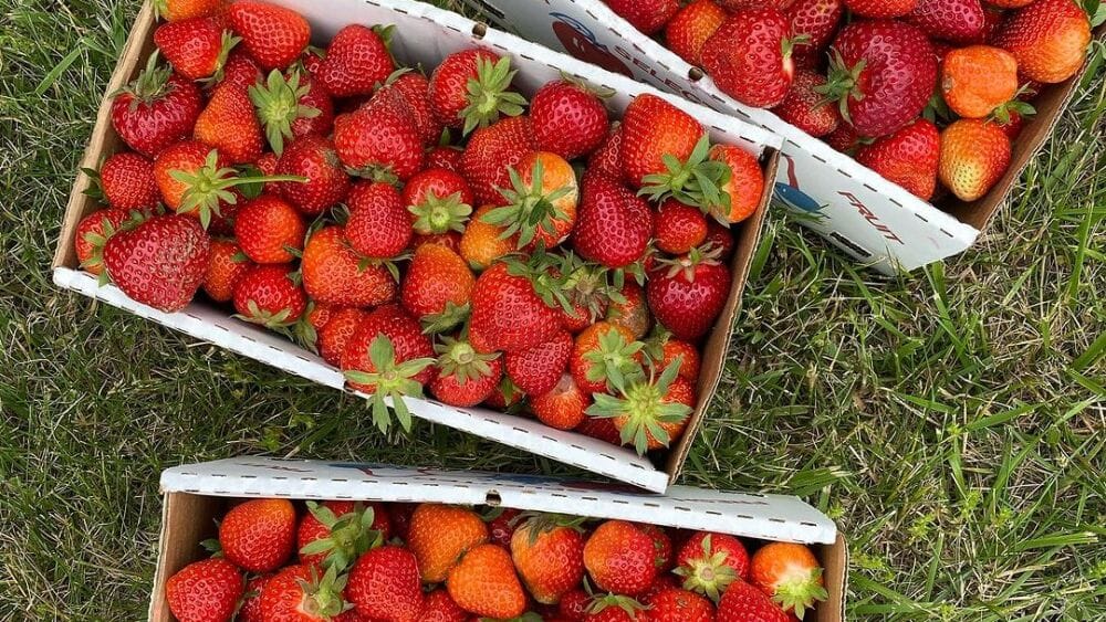 3 Tips for the Best U-Pick Berry Farm Adventure in Indiana