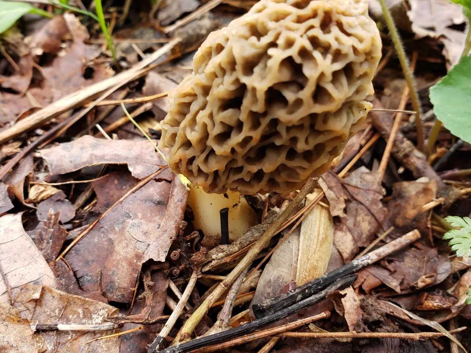 Close-up of a true morel showing the hollow stem and honeycomb cap texture